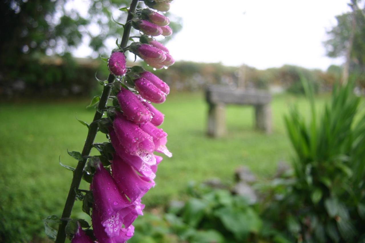 Wicklow Way Lodge Dış mekan fotoğraf